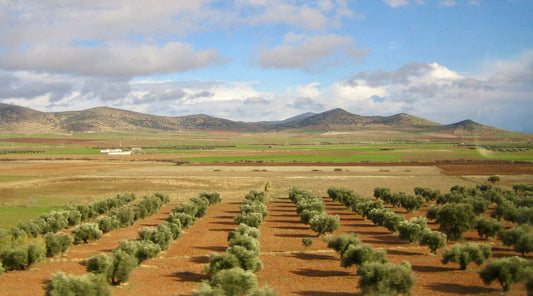 2025 Results Are In: Spain Won Big at NYIOOC World Olive Oil Competition